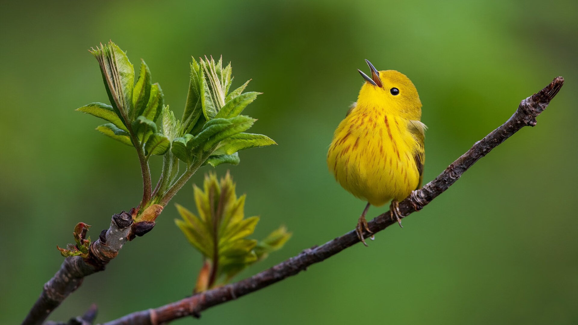 新狮群吞噬雄狮，姆巴佩的关键制胜与塞内加尔的战术粉碎