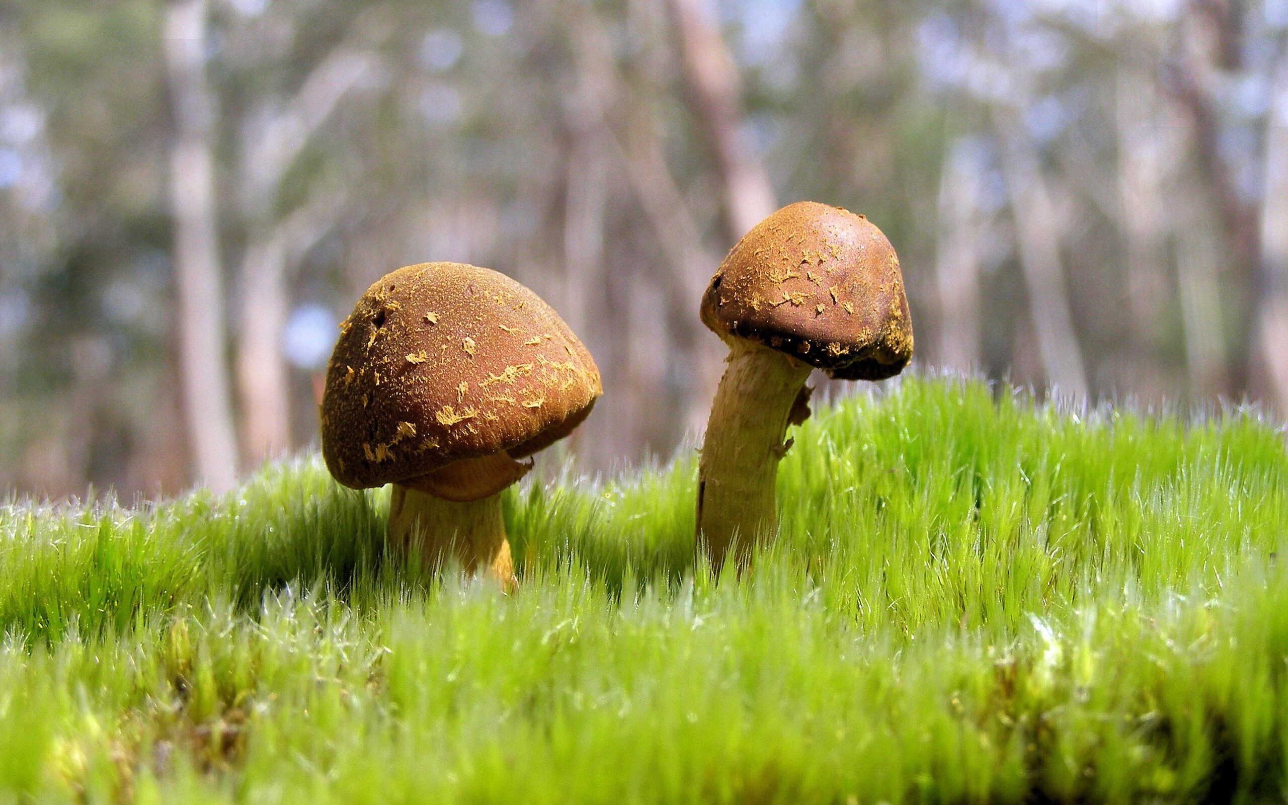 巨人之战，当小城吉林用信仰绞杀公牛