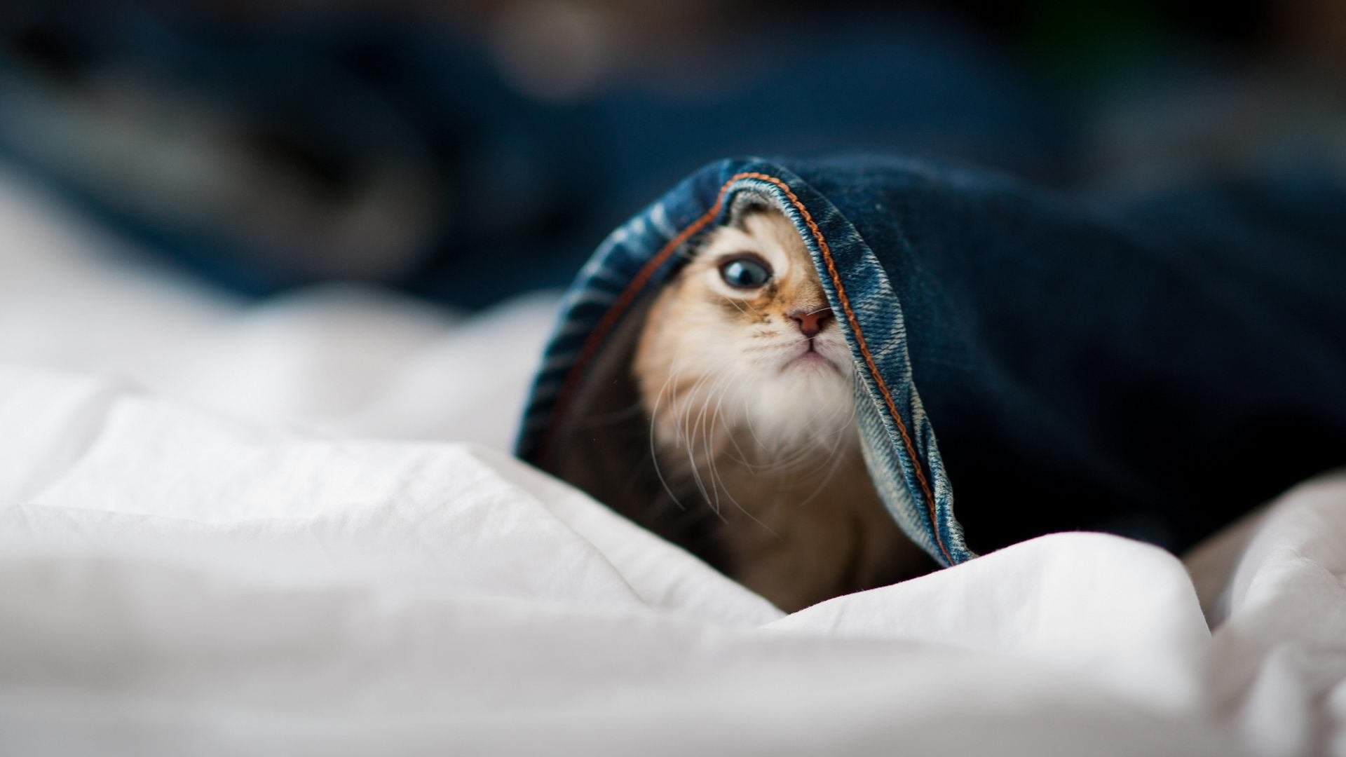 当灯光聚焦时,福克斯的舞台法则