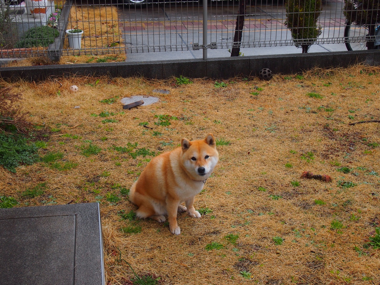 欧冠半决赛焦点战,凯尔特人的闪电风暴—速胜开拓者背后的战术革命与意志碾压