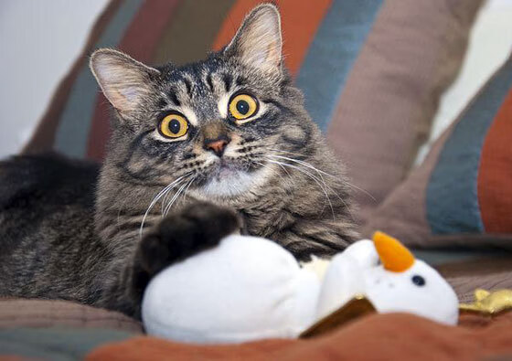 苏格兰一波带走阿尔及利亚,凯恩赛后评分拉满,绿茵场上的奇迹之夜!