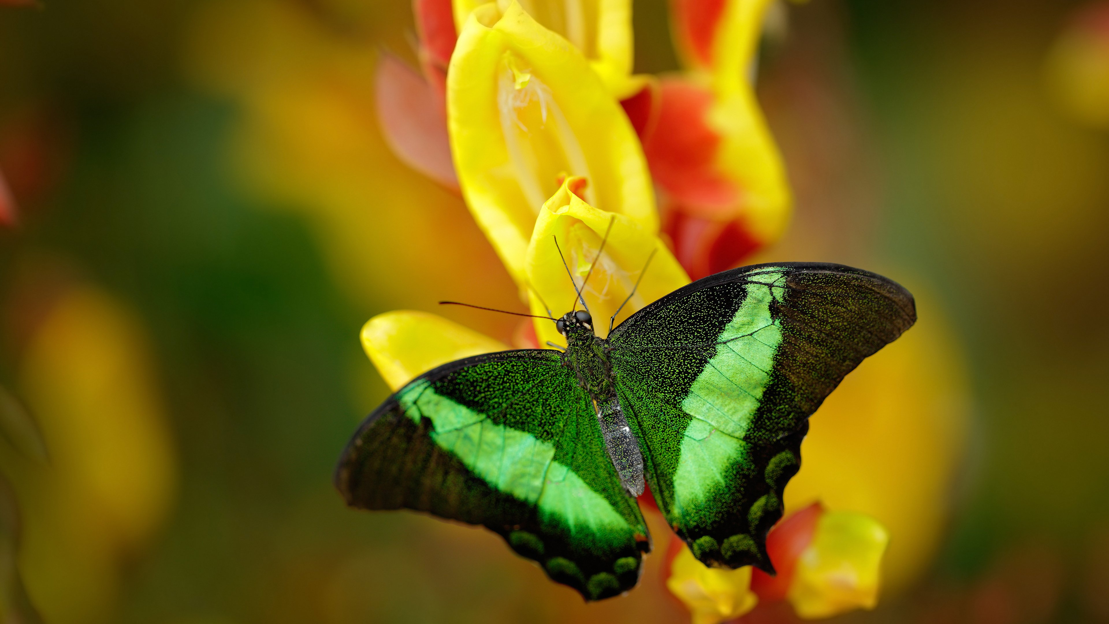 凿穿巴黎的孤勇者,孔德用单骑叩关,击碎法国橄榄球的世纪骄傲