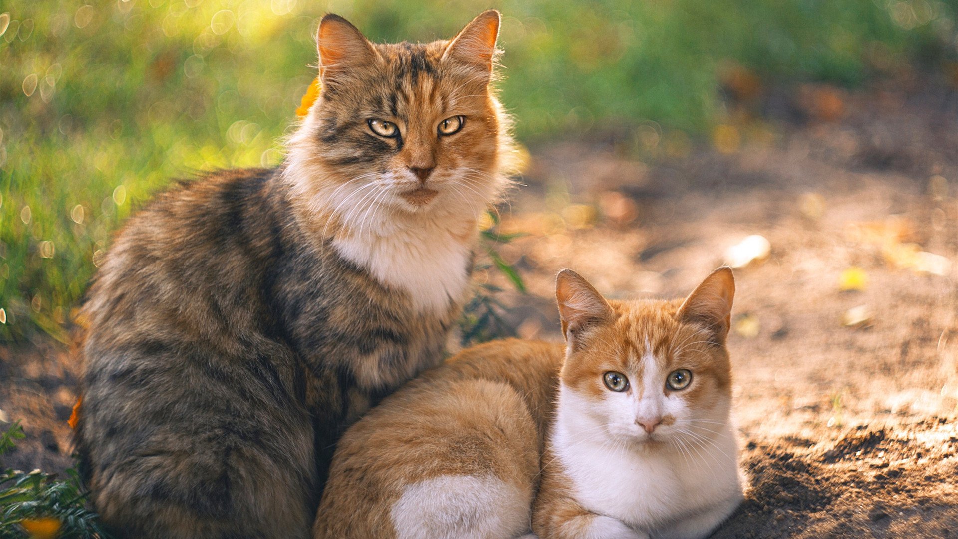 内马尔单节神奇表演,佛罗伦萨击溃法国队迎里程碑胜利