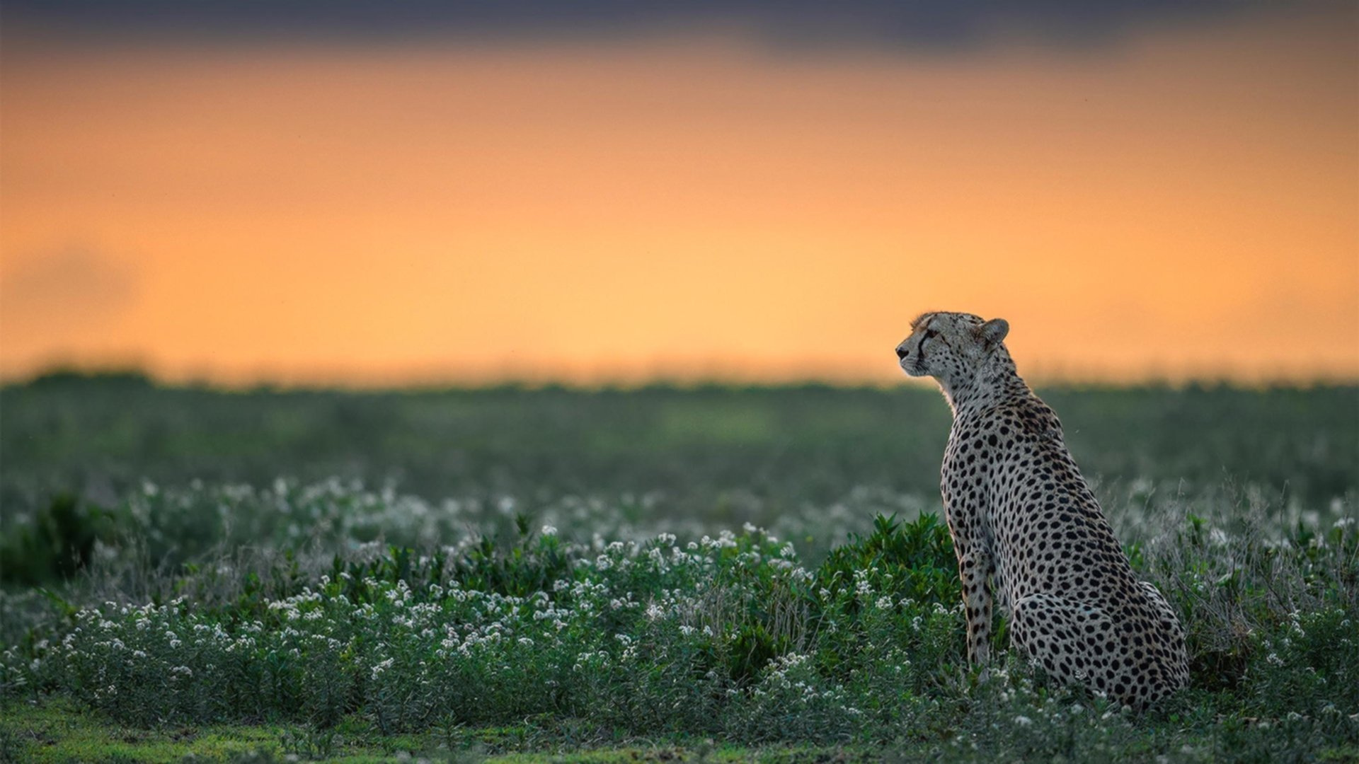 尼克斯用铁血撕碎太阳神话,浓眉化身移动长城彻底打爆对手防线—两场截然不同的唯一性胜利