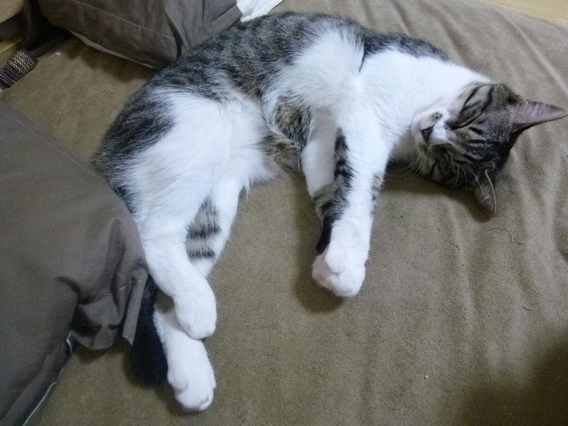 洲际对弈的战术棋盘，澳大利亚的节奏掌控与维尼修斯的转换艺术