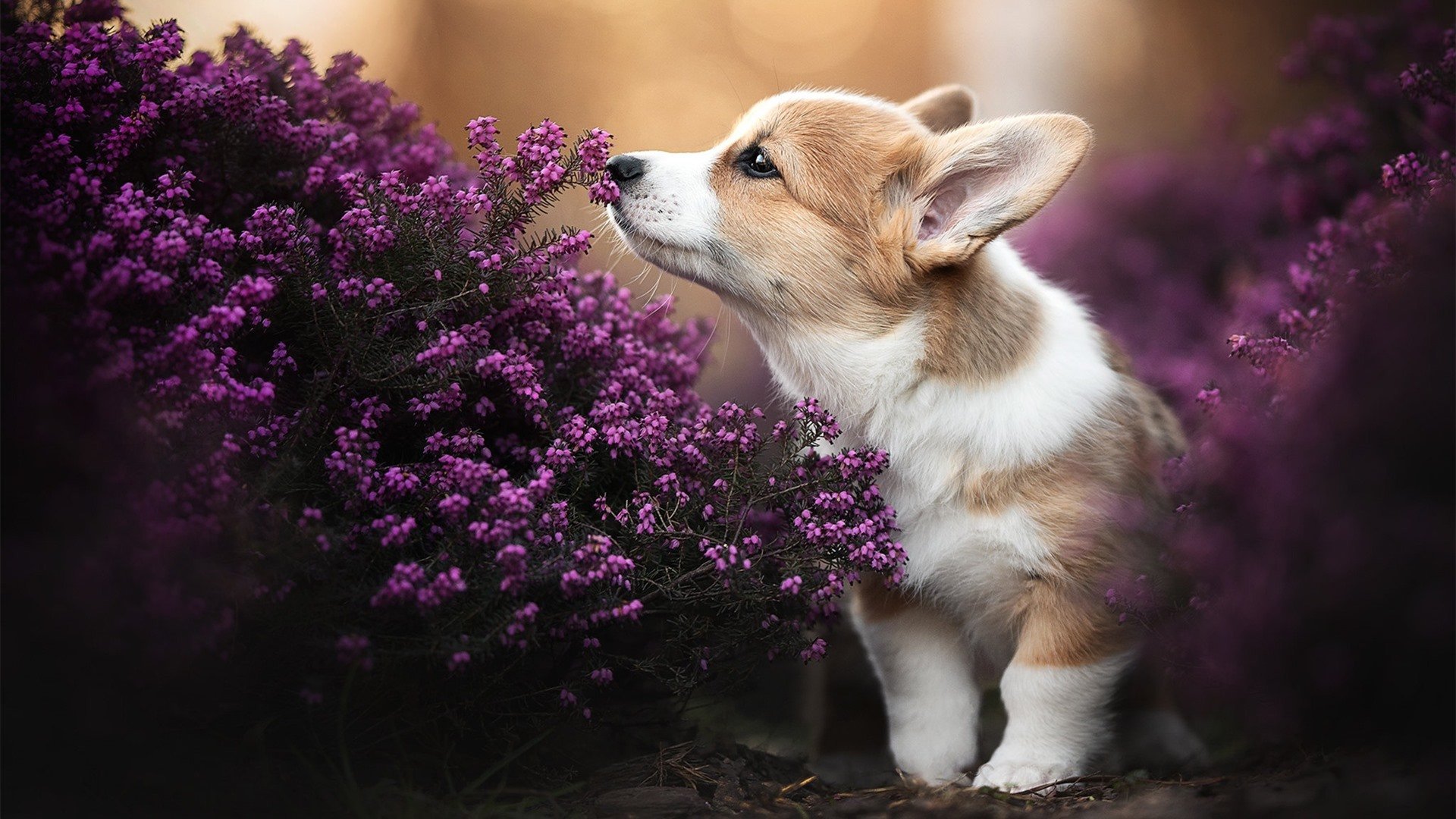 篮球世界的唯一交汇，恩比德爆发之夜与凯尔特人-广厦鏖战的传奇对话