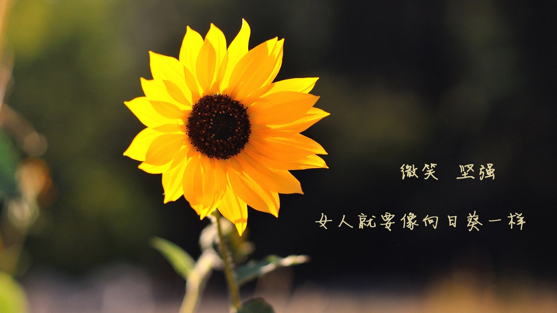 古典大师的绝唱，当德容用上帝视角击穿欧洲铁幕，乌拉圭为2026写下唯一注解