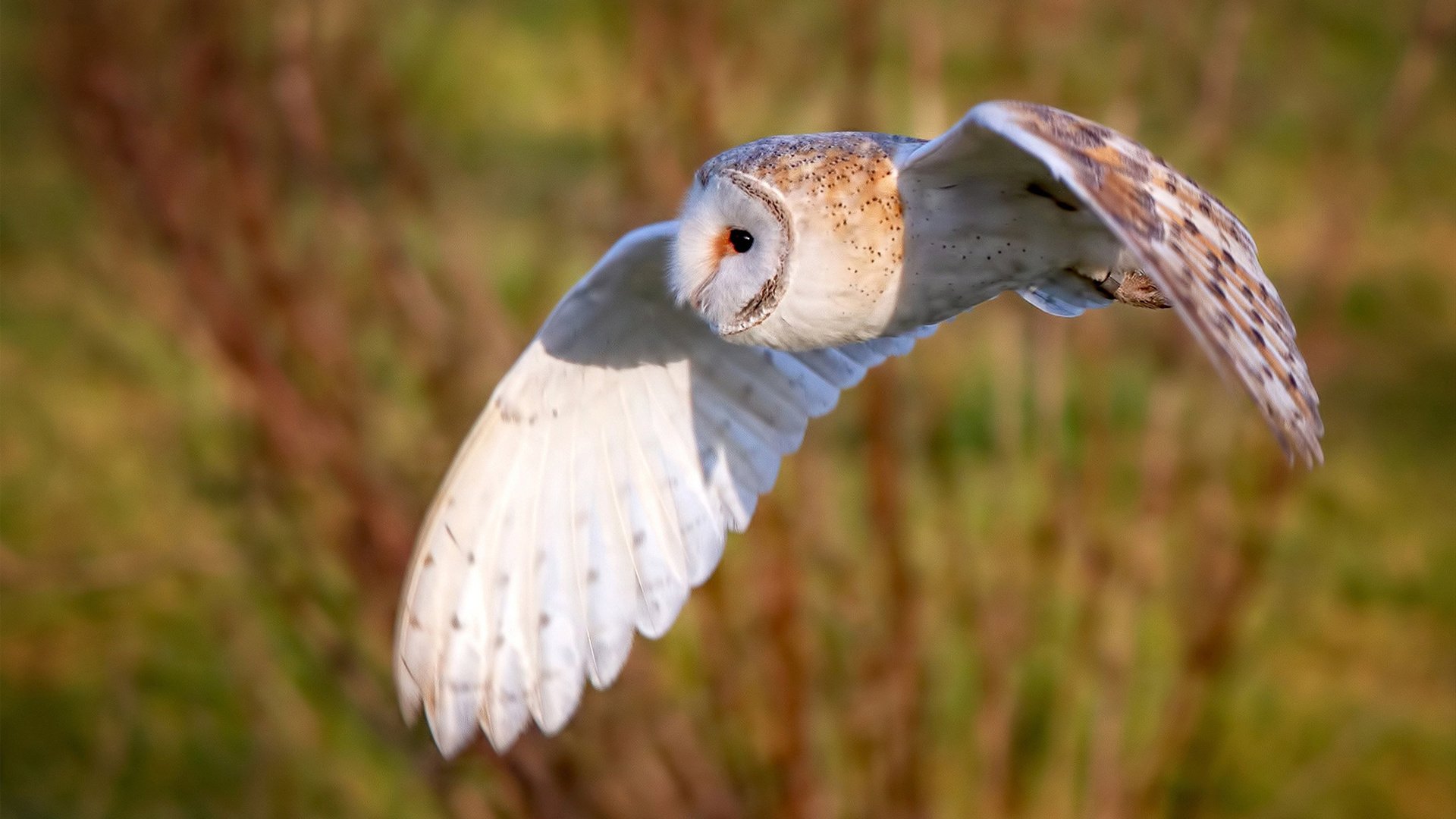 中场铁幕锁死蓝武士,凯恩双响炮轰开胜利之门—2026世界杯B组焦点战葡萄牙3-1日本纪实